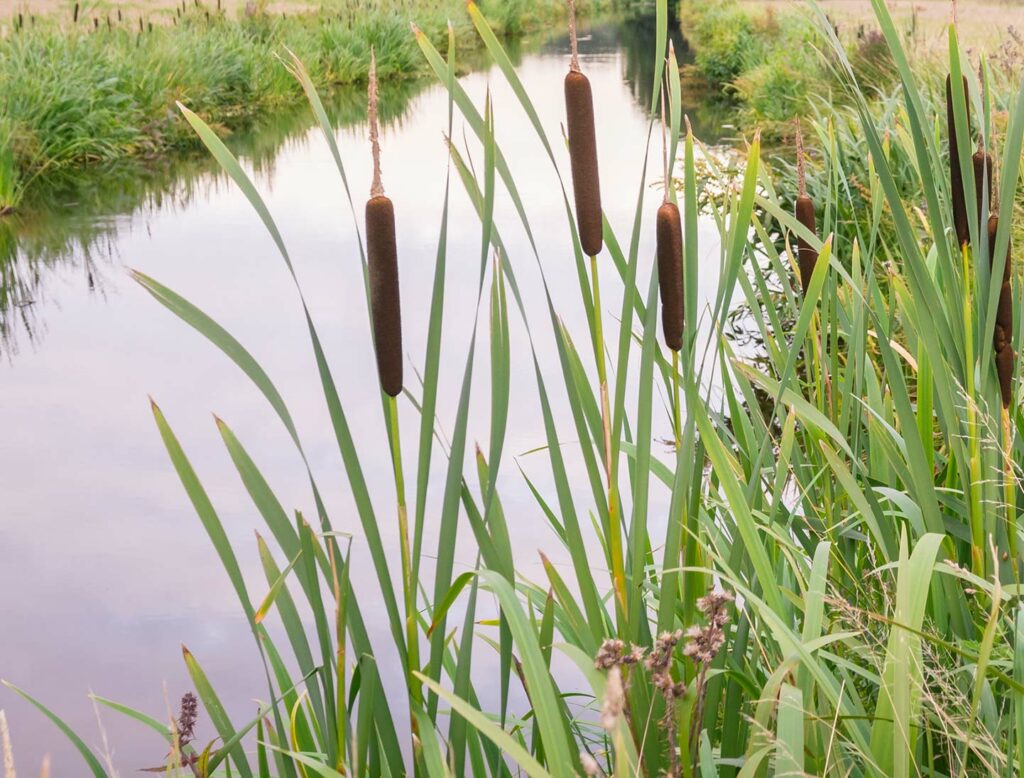 Flood mitigation